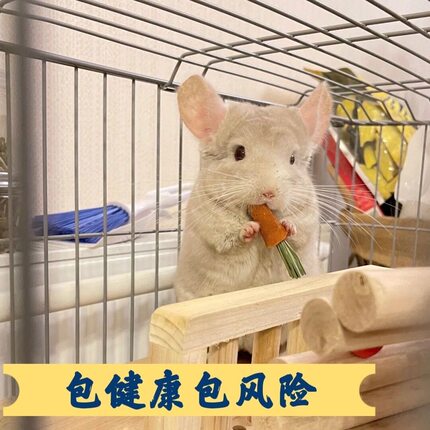 家养长毛龙猫活物萌宠送笼子长毛小龙猫活体宠物幼崽视频挑选宝宝