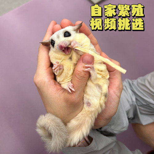 蜜袋鼯密袋鼬活物小宠物