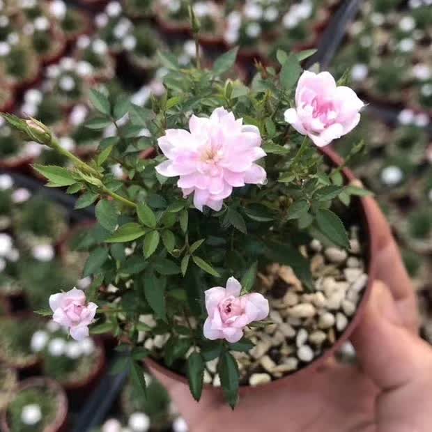 姬月季姬玫瑰5公分开花开不断天冷深粉色炎热淡粉到白色淡淡粉香