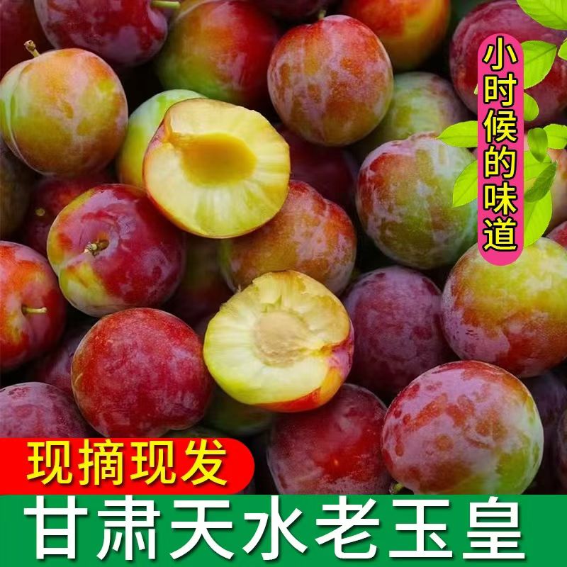 天水老品种玉皇李子现摘现发