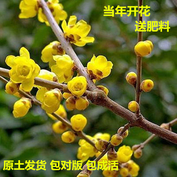 素心腊梅盆栽腊梅花树苗浓香型室