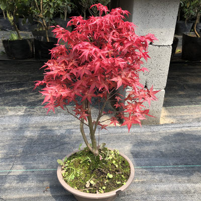 日本红枫红舞姬盆景四季常红室内庭院绿化植物