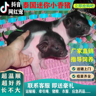 泰国小香猪宠物猪荷兰猪活体迷你宠物活物猪家养小型萌宠幼崽粉猪