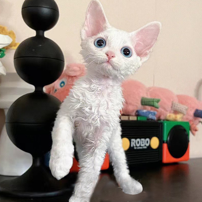 德文卷毛猫幼猫纯种高智商不掉毛柯尼斯帝王猫咪虎斑宠物幼崽活物