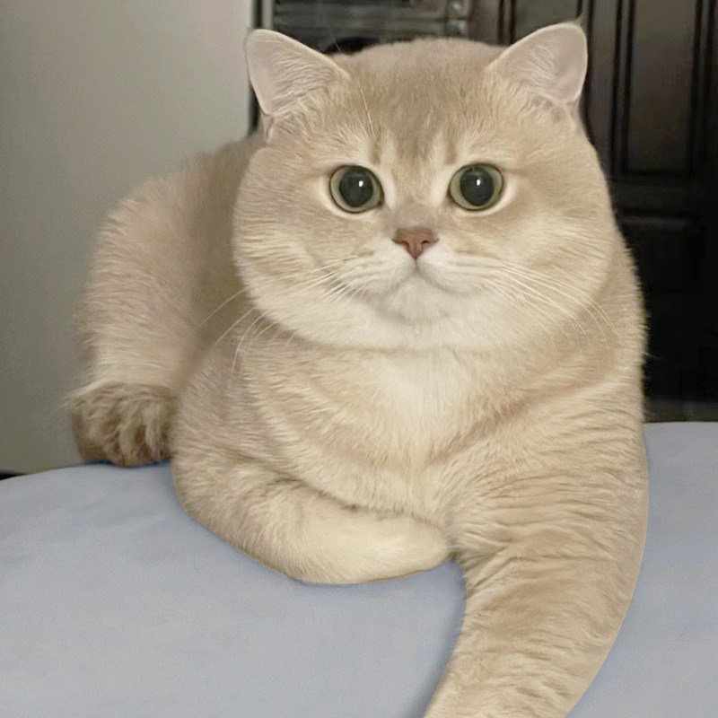 蓝金渐层幼猫英短纯种血统赛级紫金呆萌可爱乖巧贵族宠物猫咪活体