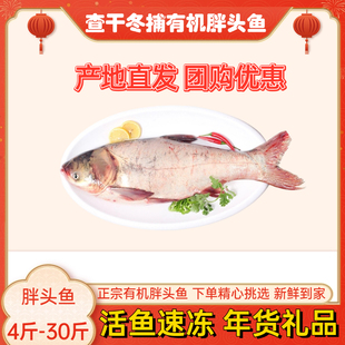 吉林松原冬捕查干冬捕胖头鱼冬捕胖头鱼淡水鱼冷水鱼礼盒包装