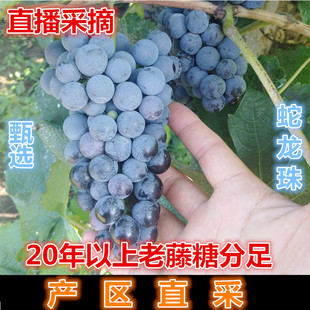 酿酒葡萄现摘现发40斤装 干红新鲜蛇龙珠葡萄DIY自酿紫葡萄酒