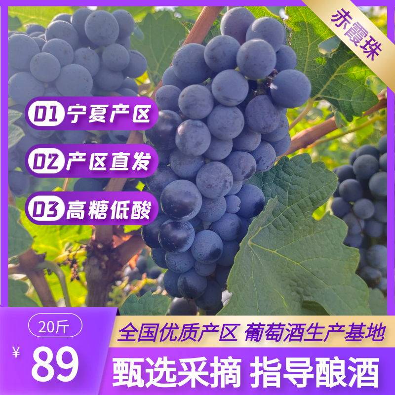 宁夏产区酿酒葡萄现摘现发20斤装梅洛新鲜赤霞珠DIY自酿紫葡萄酒