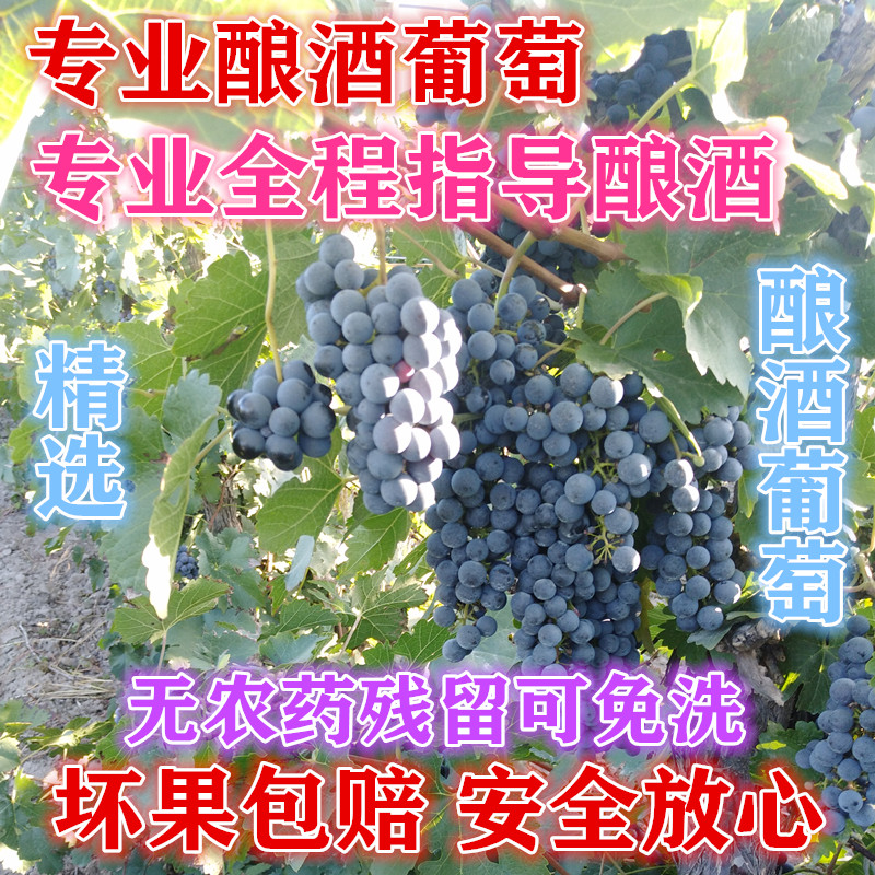 宁夏产区赤霞珠新鲜酿酒葡萄