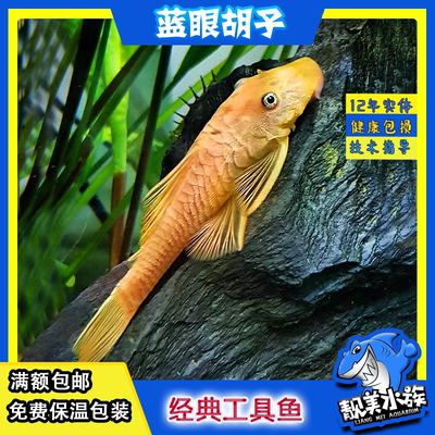 除藻清洁鱼靓美水族异型鱼淡水