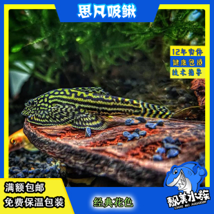 思凡吸鳅麦氏吸鳅原生鱼底层吃垃圾鱼石头缸造景容易饲养好看原生