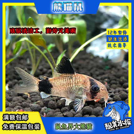 鼠鱼清道夫热带鱼熊猫鼠金苔鼠花椒鼠白鼠咖啡鼠花椒鼠满额包邮