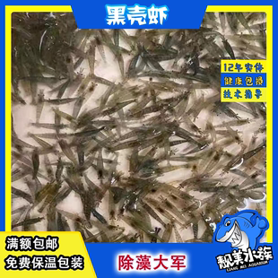 黑壳虾大和藻虾虎纹虾珍珠虾樱花虾极火烤漆金背虾草缸除藻工具虾