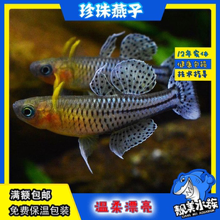 阿鲁珍珠燕子鱼 阿鲁型霓虹橘红珍珠燕子美人热带鱼活体鱼缸热带