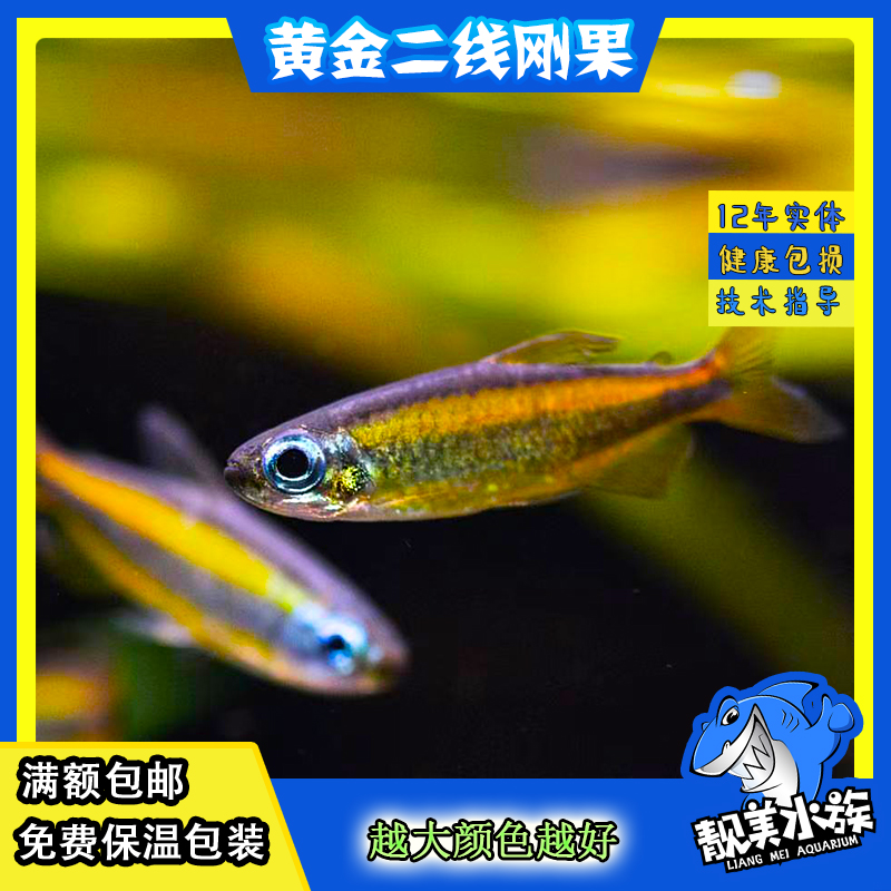 黄金二线刚果热带鱼高端活体鱼樱桃火焰淡水群游鱼黄尾黄灯鱼包邮