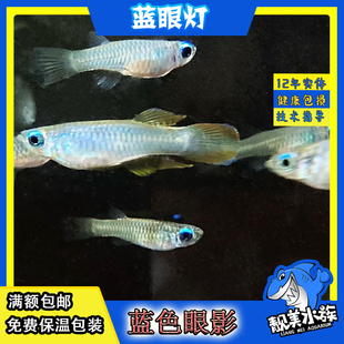 热带鱼青眼灯灯科鱼鱂鱼蓝眼灯鱼日光蓝刚果灯红绿灯草缸满额包邮