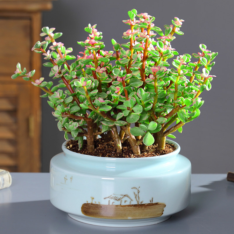 网友分享在meiguo.com的图片