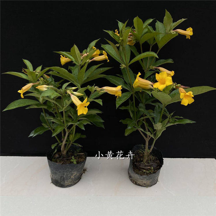 黄蝉花 阳台庭院盆栽黄婵苗 软硬枝黄蝉四季常绿夏秋开花不断绿植