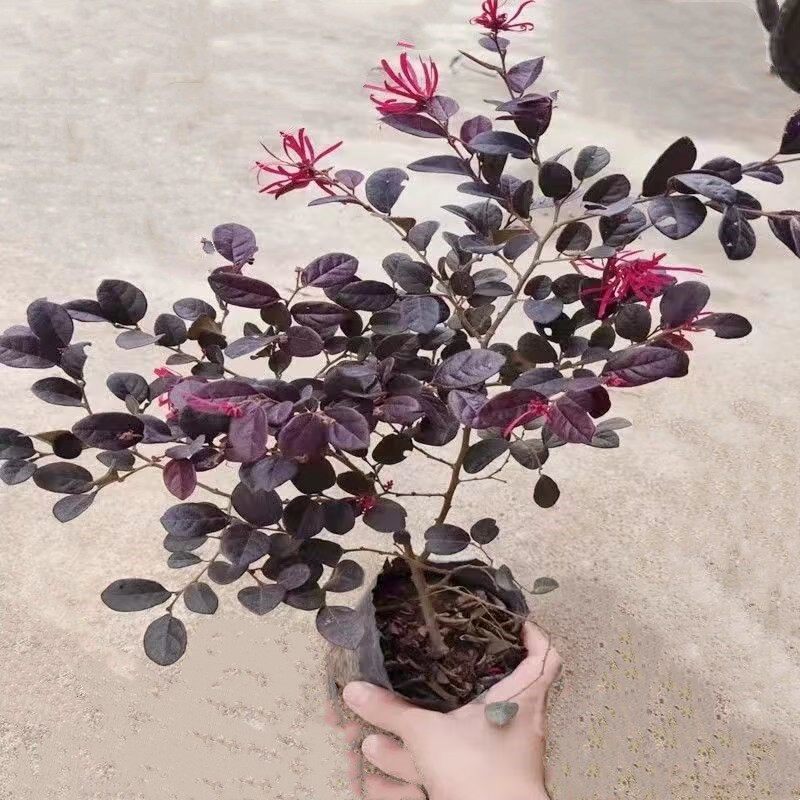 红花继木美化环境庭院清新空气