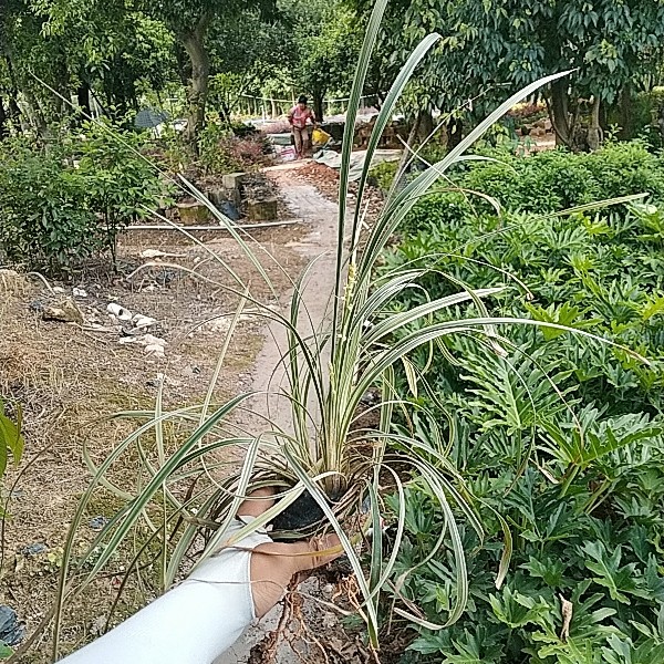 银边草丽蚌草银边麦冬银边沿阶草青叶吊兰苗庭院阳台净化空气植物