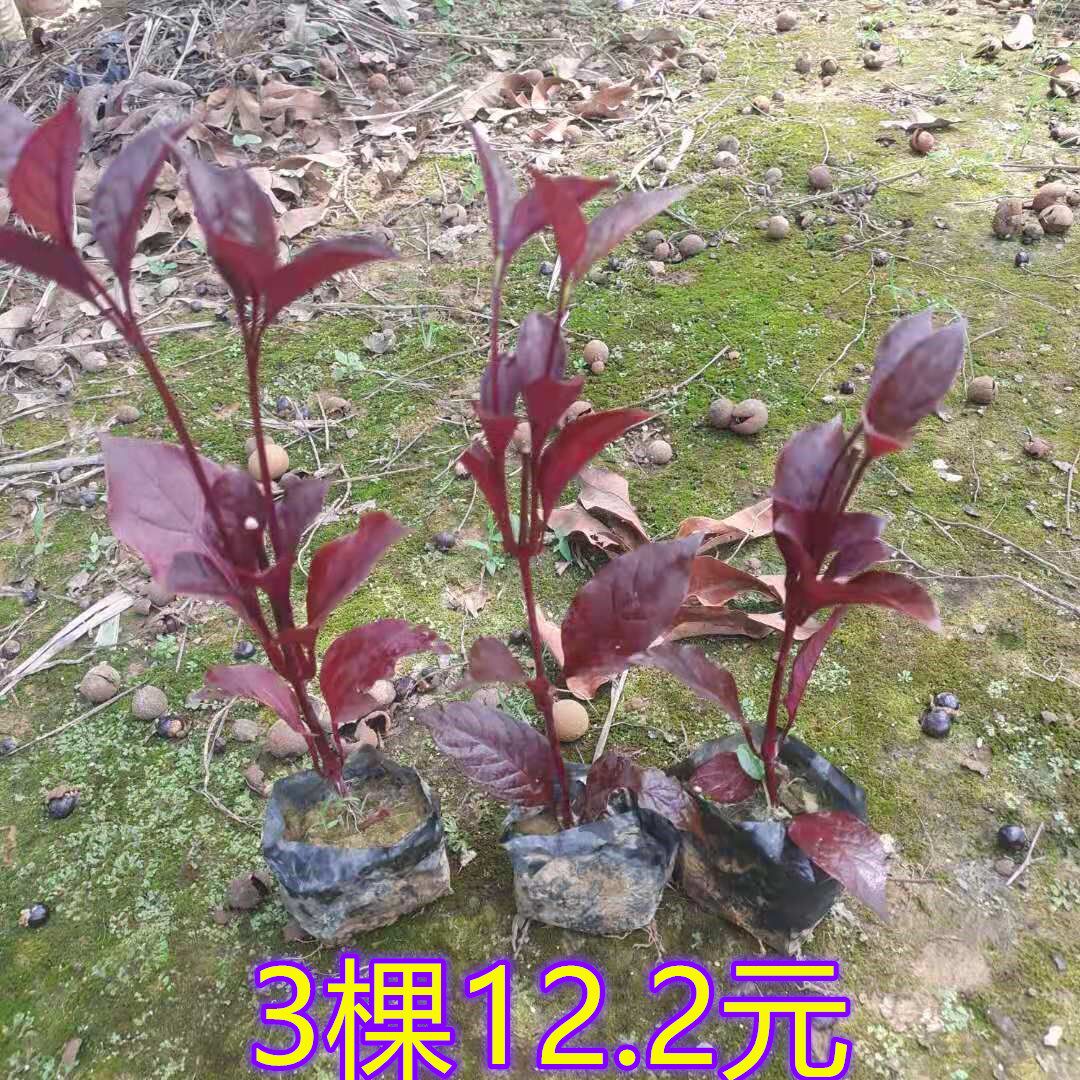 锦绣苋五色草红草红莲子草阳台庭院室内外盆栽好养绿植苗