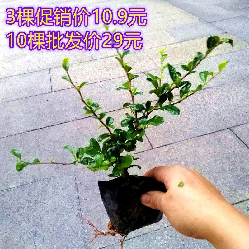 福建茶小盆景室外观叶盆景造型开花结果室外阳台庭院桌面花卉植物