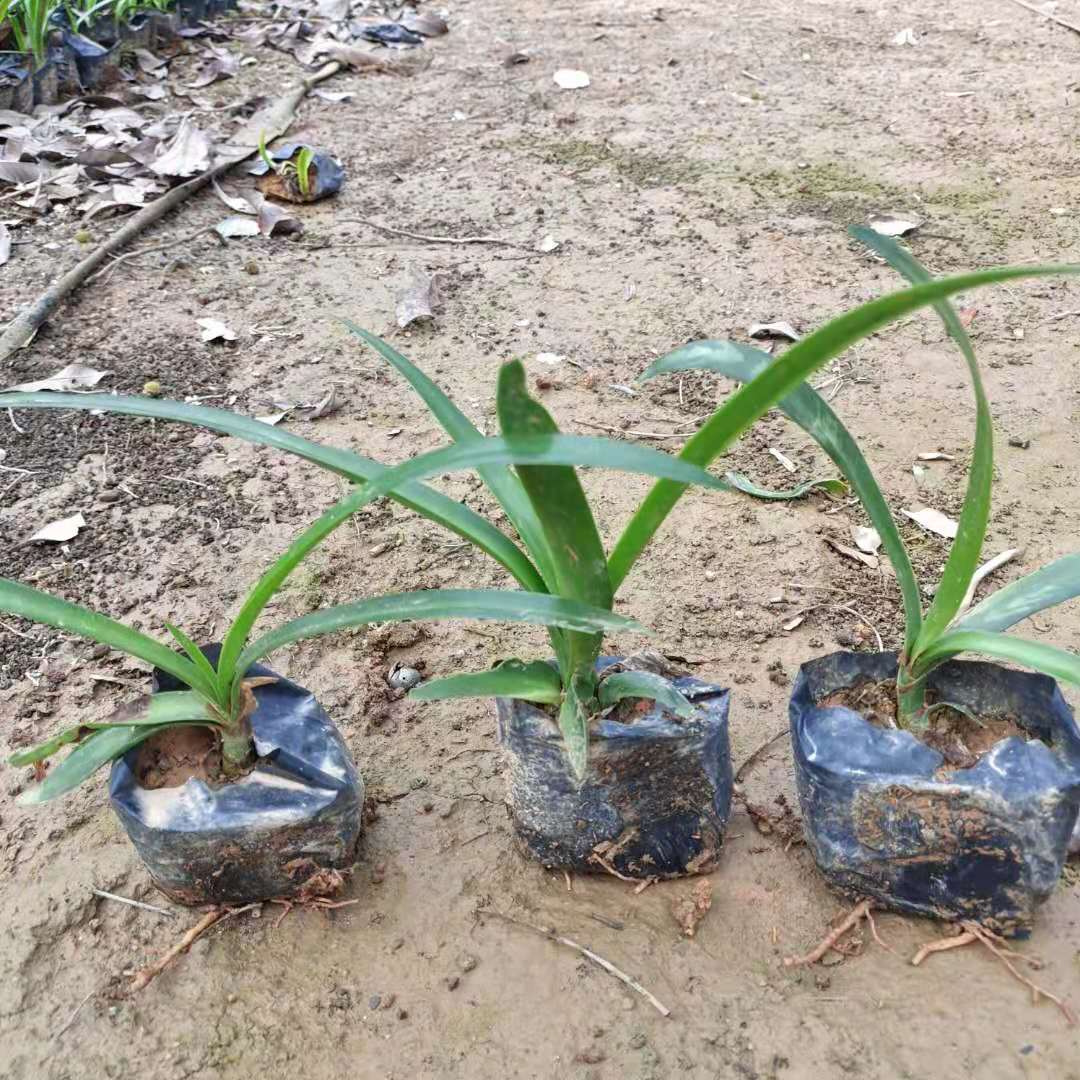 蜘蛛兰水鬼蕉蜘蛛百合开花绿植净化空气室内外花卉盆栽植物