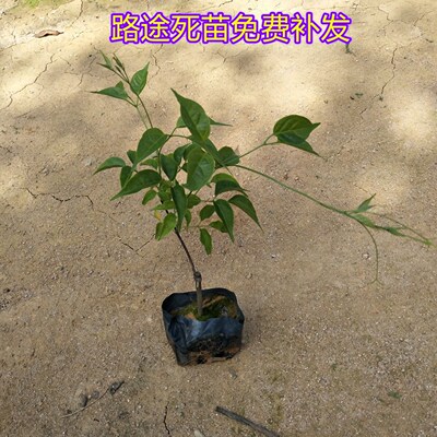 炮仗花苗攀爬植物鞭炮花四季可种阳台庭院围墙爬藤植物藤本花