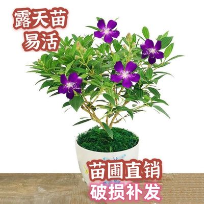 巴西野牡丹紫牡丹盆栽蓝稔花苗庭院花卉植物紫色花四季开花阳台