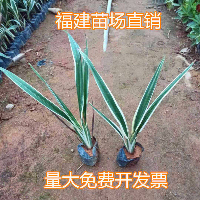 室内外植物开花耐荫常绿花叶山菅兰盆栽山猫儿桔梗兰庭院造景