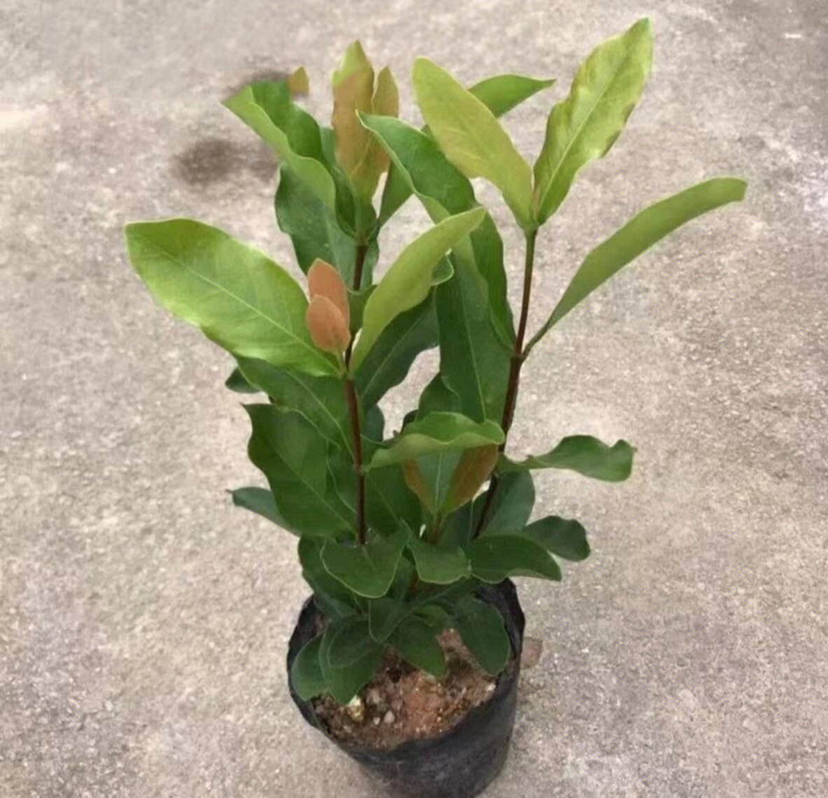龙船花绣球花仙丹盆栽观花好养绿植百日红四季开花千头花卉室外