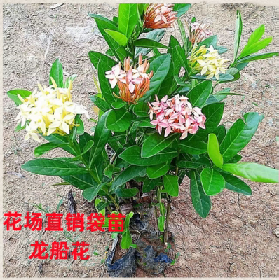 四季开花龙船花美化环境花园清新