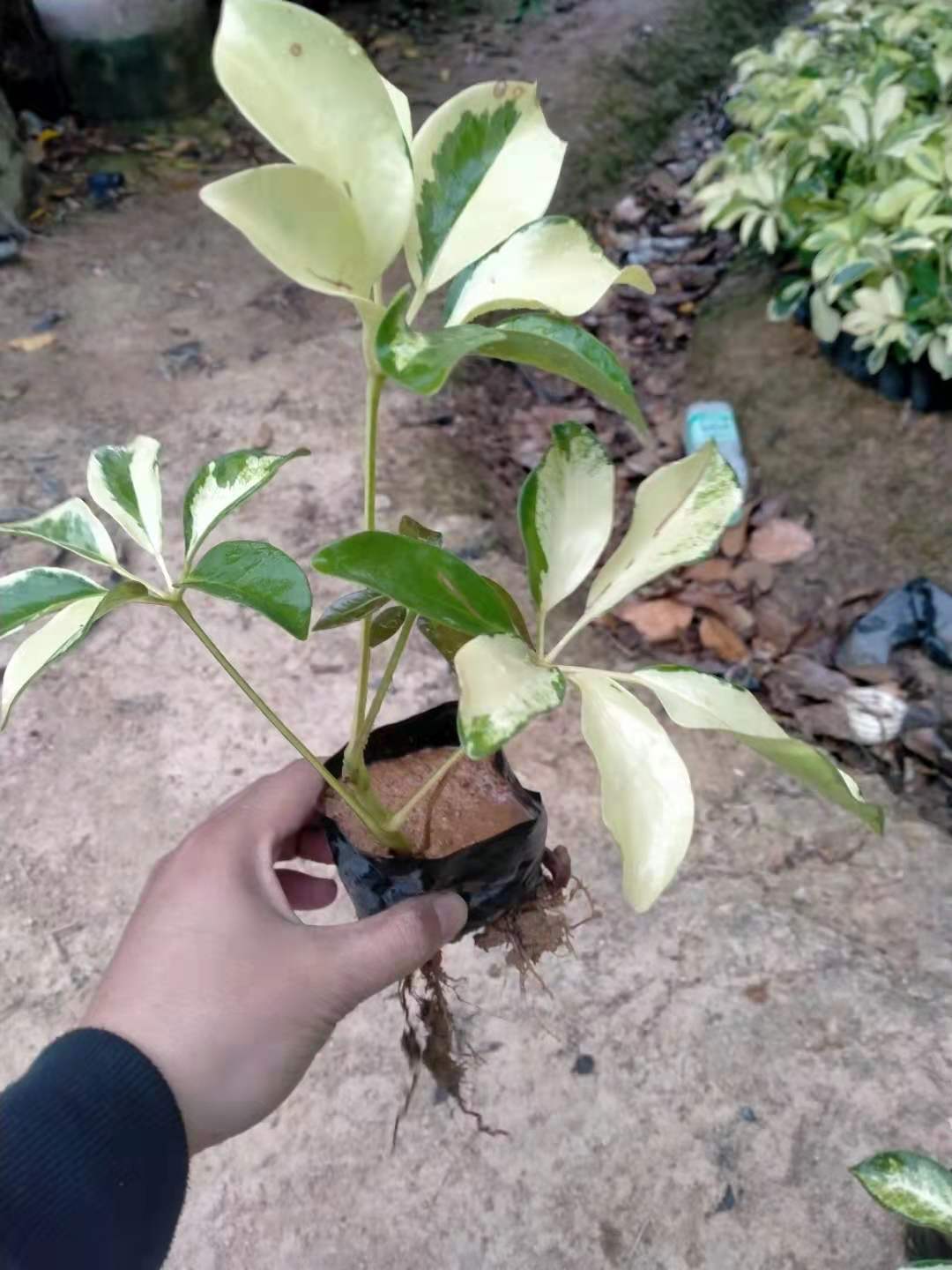 花叶鸭脚木鸭掌木招财树七叶莲鹅掌柴室内盆栽净化空气吸甲醛-封面