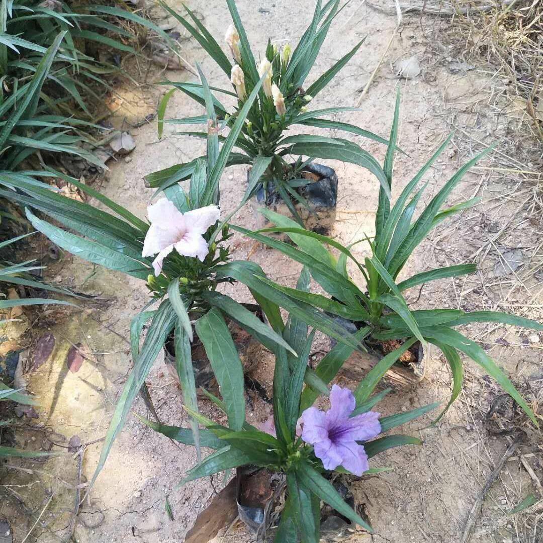 矮化翠芦莉四季开花室内外绿植盆栽净化空气易养活原土球发货