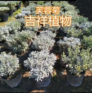 芙蓉菊玉芙蓉雪艾白艾香菊吉祥植物室外阳台庭院耐寒耐热花卉四季