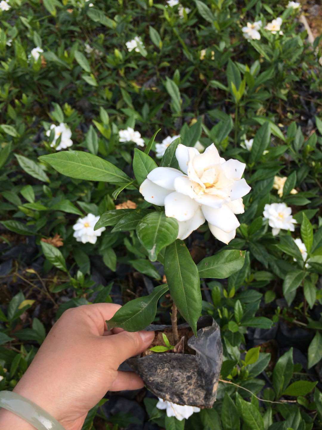 大叶栀子花盆栽花卉植物室内阳台绿植盆栽好养活四季开花浓香植物