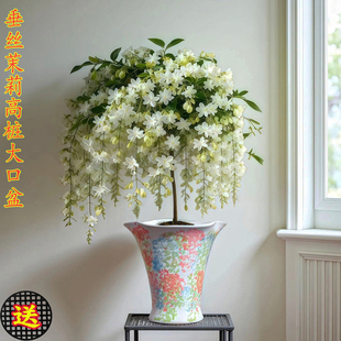 特大号大口径垂丝茉莉盆栽室内多肉植物陶瓷花盆悬崖老桩高脚花盆