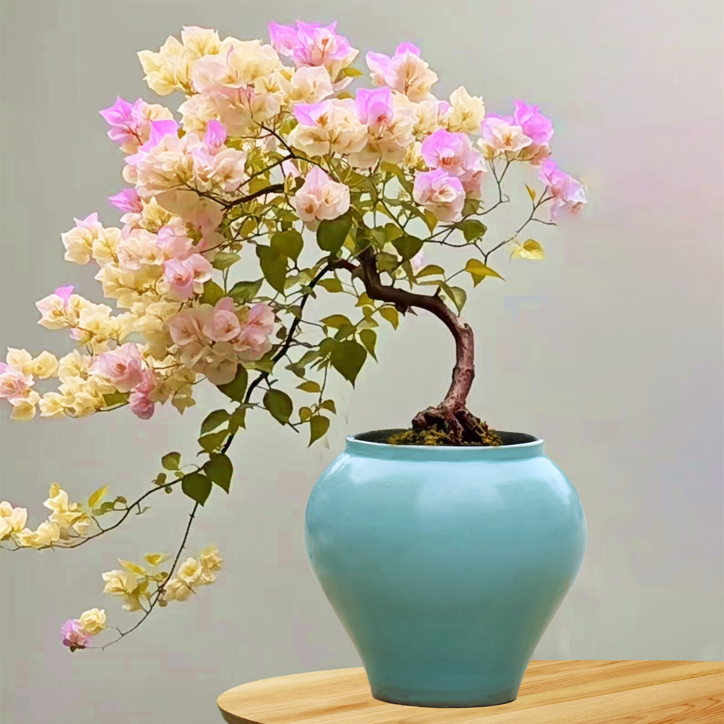 三角梅大号花盆陶瓷大口径