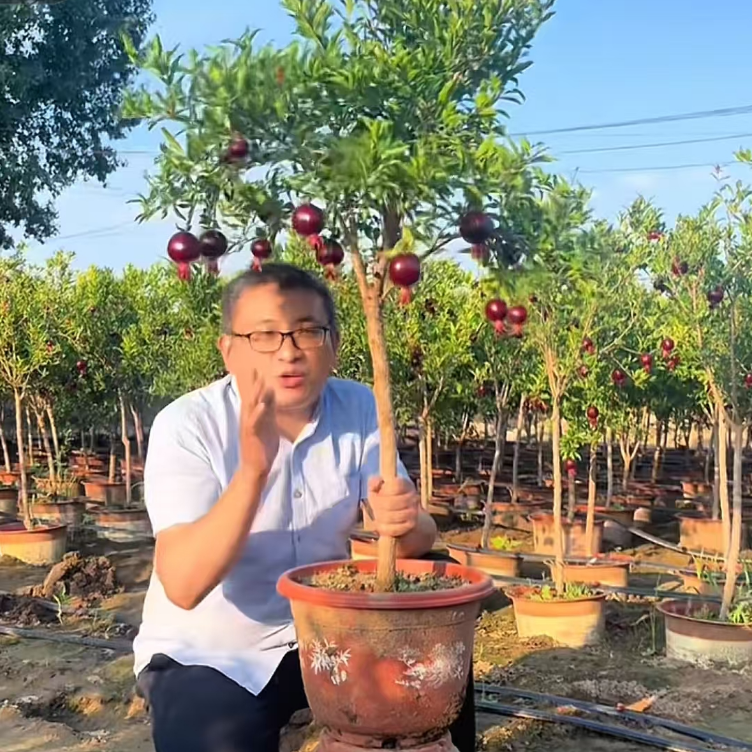 紫玉石榴盆景老桩墨石榴石榴树苗带果室内阳台院子