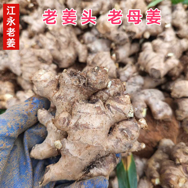 湖南永州江永香姜月子老姜头碎姜老母姜化香炒菜用香辣新鲜生姜
