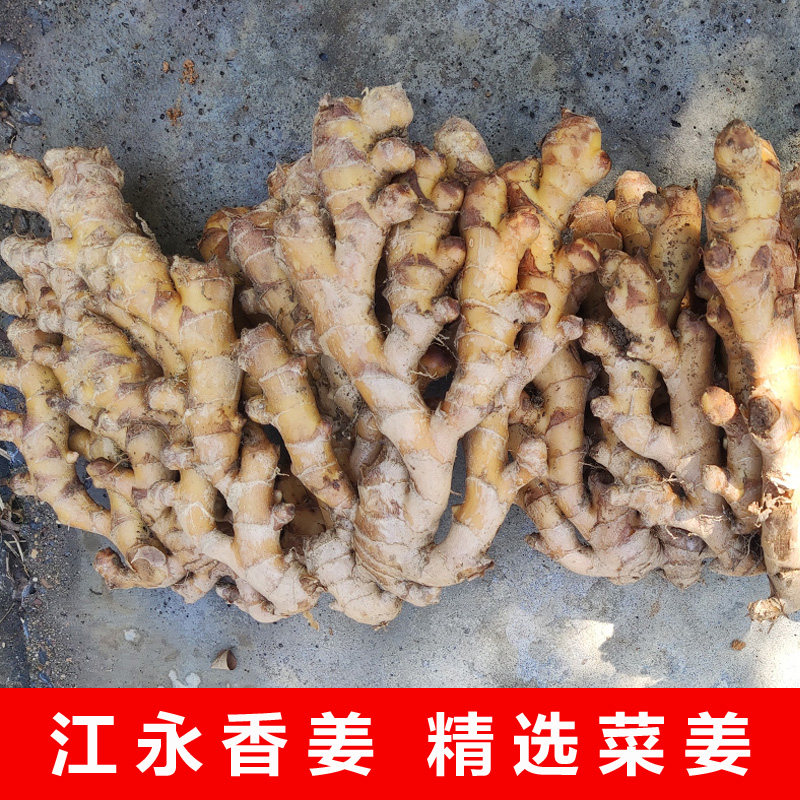 湖南江永香姜做菜炒菜用生姜菜姜老姜批发月子姜非腌制用嫩子姜