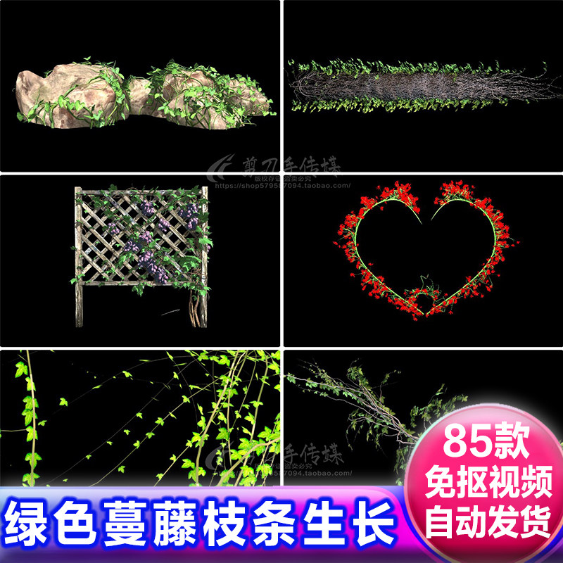 绿色蔓藤条常春藤树枝植物生长过程动画视频透明通道免抠遮罩素材