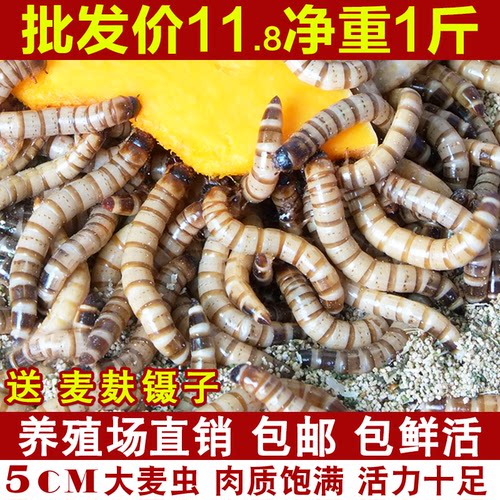 麦芝源大麦虫活体龙鱼食鸟食活虫