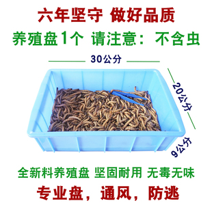 大麦虫养殖盘全新料 面包虫黄粉虫养殖盘塑料方盘活虫养殖盒长方