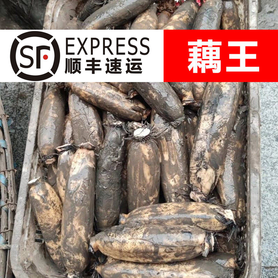 洪湖莲藕九孔粉藕现挖煲汤粉糯
