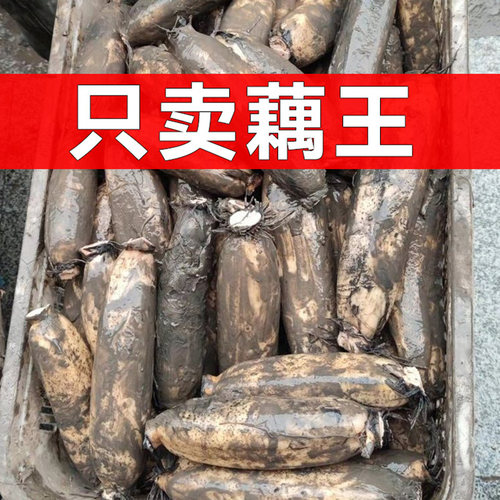 正宗洪湖粉藕煲汤炖汤新鲜大莲藕