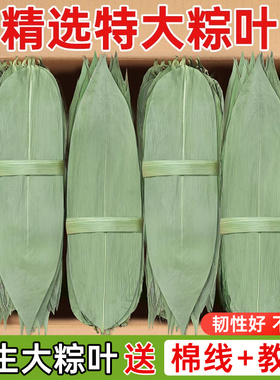 干粽叶特大号粽子叶免邮新鲜麻竹叶商家用箬叶批发包粽子材料送绳