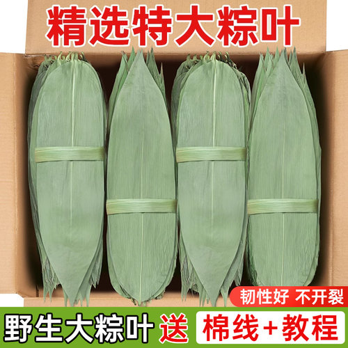 特大号干粽叶宽粽子叶新鲜竹叶送