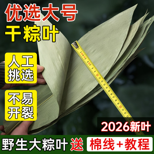 班恩特大码干粽叶宽粽子叶新鲜叶