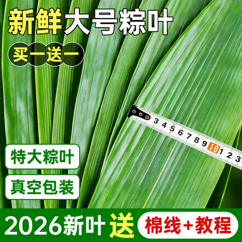 粽叶新鲜大号粽子叶真空家用免邮